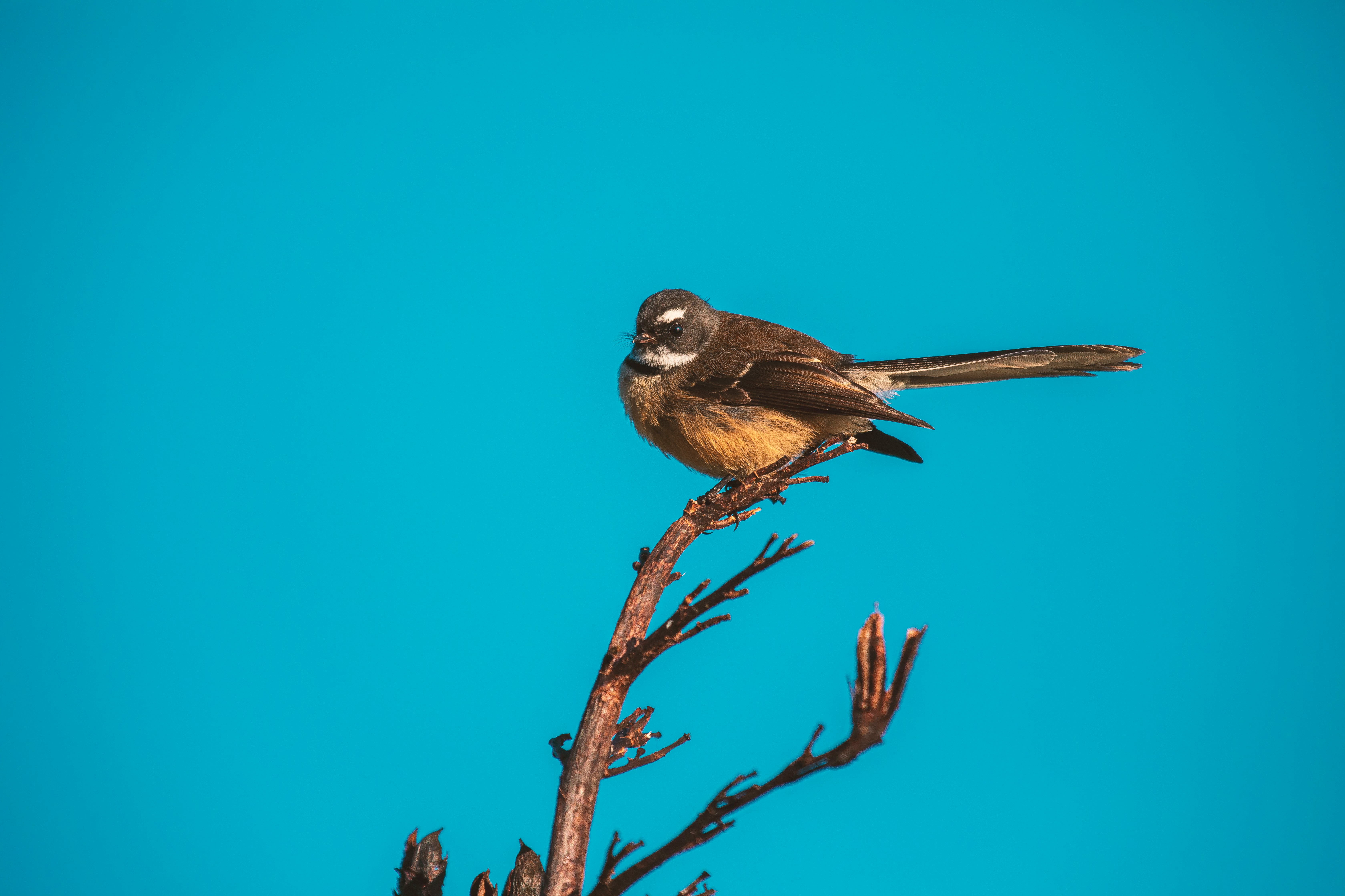 brown bird on brown tree branch during daytime